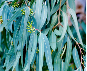 Eucalyptus Essential Oil