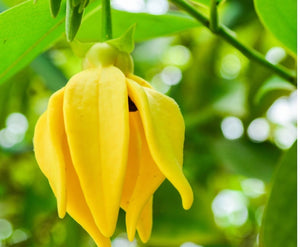 Ylang Ylang Essential Oil